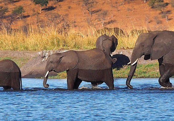 The David Livingstone and Chobe National Park Combo Package (4 Nights)