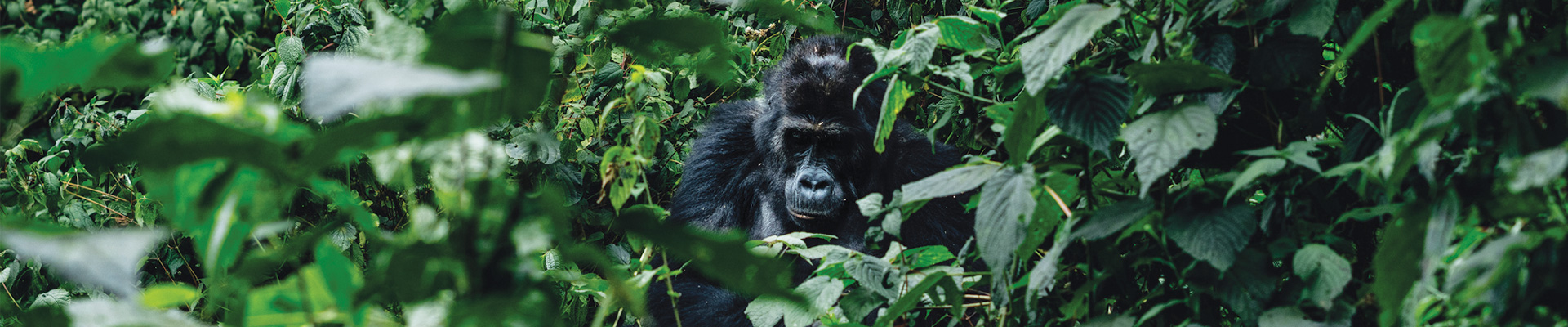 Gorillas and Chimpanzees Trekking Safari - Uganda Package (11 Days)